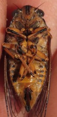 Okanagana sequoiae