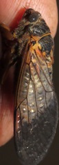 Okanagana sequoiae