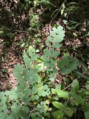 Astragalus glycyphyllos