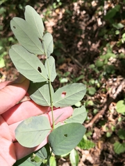 Astragalus glycyphyllos