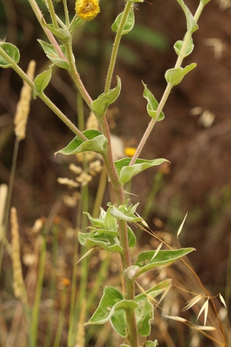 Helichrysum foetidum