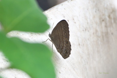 Hermeuptychia canthe