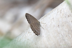 Hermeuptychia canthe