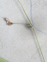 Carex trisperma
