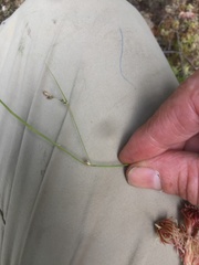 Carex trisperma
