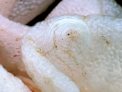 Favorinus tsuruganus