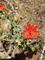 Silene serpentinicola