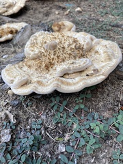 Polyporales