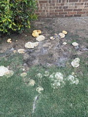 Polyporales