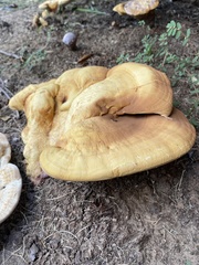 Polyporales