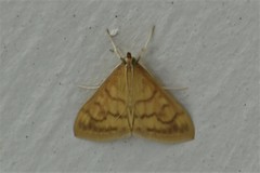 Helvibotys helvialis