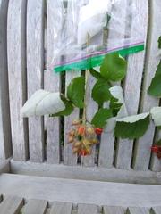 Rubus phoenicolasius
