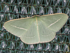 Chlorocoma stereota