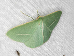 Chlorocoma stereota
