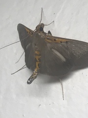 Filodes costivitralis