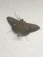 Filodes costivitralis