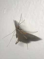 Filodes costivitralis