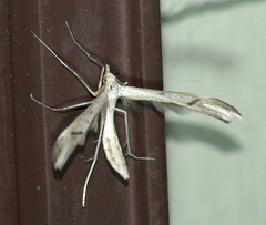 Platyptilia celidotus