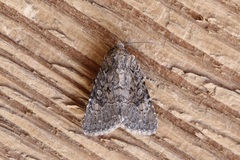 Protorthodes alfkenii