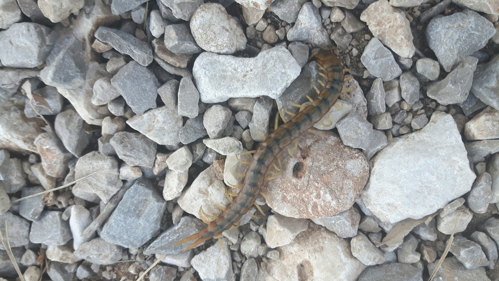 Mediterranean Banded Centipede