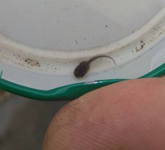 Pelobates vespertinus