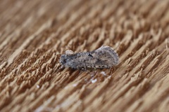 Acrolophus kearfotti