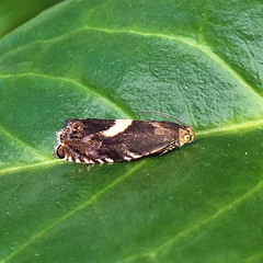 Grapholita discretana