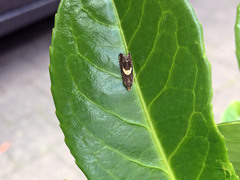 Grapholita discretana