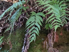 Woodwardia orientalis