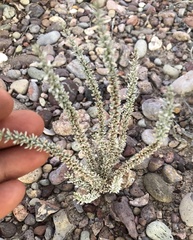 Frankeniaceae