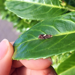 Grapholita discretana