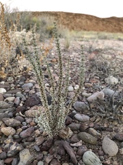 Frankeniaceae
