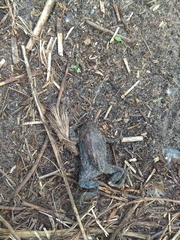 Pelobates vespertinus