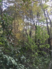 Hedycarya arborea