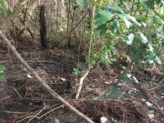 Hedycarya arborea