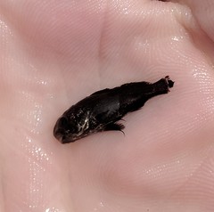 Menticirrhus