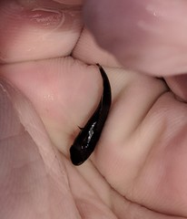 Menticirrhus