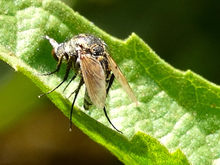 Toxophora virgata