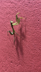 Sphodromantis lineola