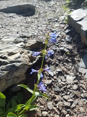 Penstemon wilcoxii