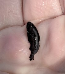 Menticirrhus