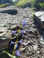 Penstemon wilcoxii