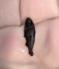 Menticirrhus