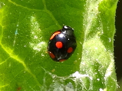 Hyperaspis lateralis