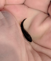 Menticirrhus