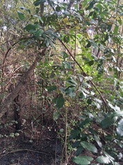 Hedycarya arborea