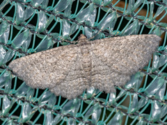 Chrysolarentia squamulata