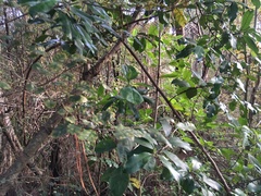 Hedycarya arborea
