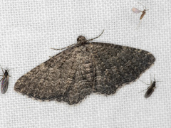 Chrysolarentia squamulata