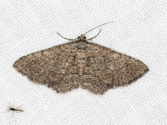 Chrysolarentia squamulata